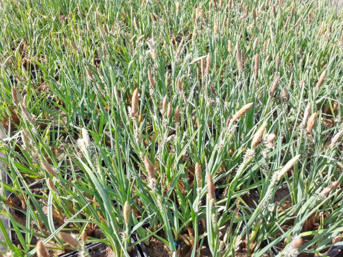 Carex panicea - Hirsesegge